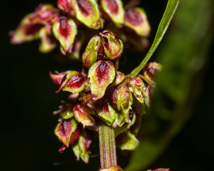 Rumex cfr. crispus